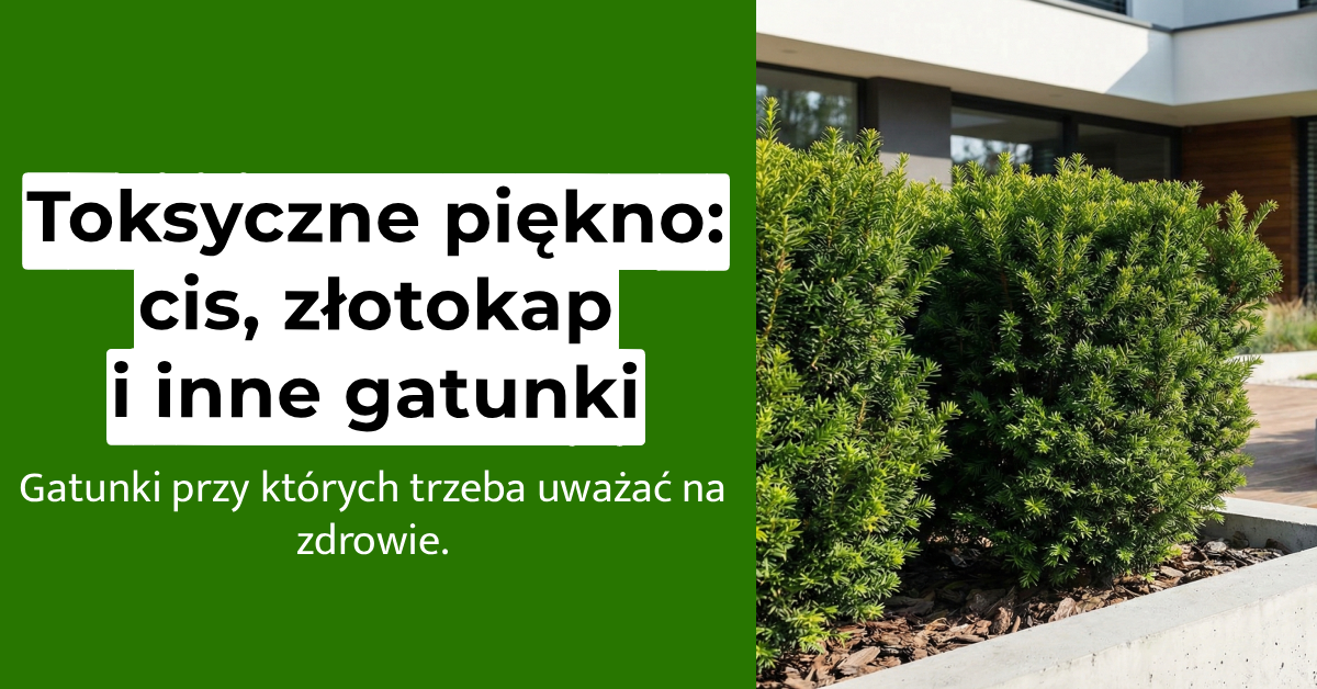 Toksyczne drzewa w Polsce. Poznaj gatunki, na które trzeba uważać!